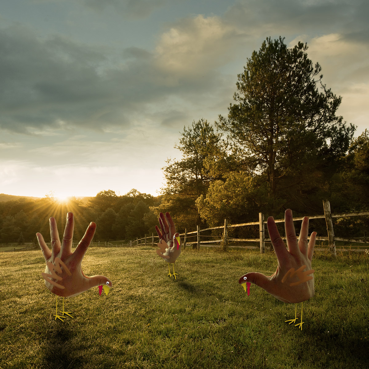 Hand turkeys in a field