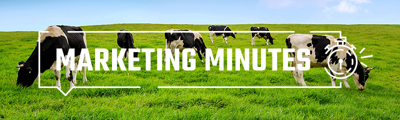 Cow Marketing Minute